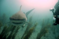 Tiger shark, used my DC500 Sealife camera w/ wide angle l... by Eric Cullen 